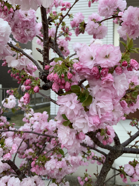楊貴妃桜きれいです（2019年4月）: 新築の庭にバラ園を作るブログ
